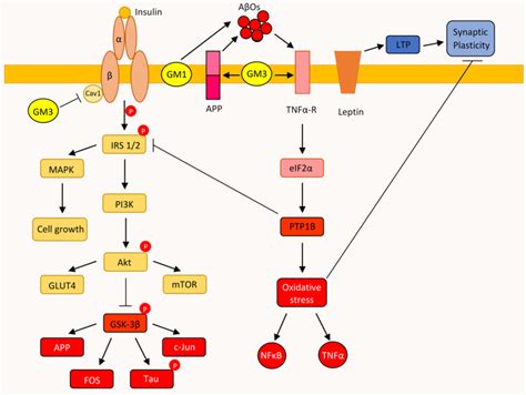 Insulin signaling pathway overview and the factors affecting it. The ...