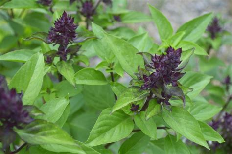 Thai Basil - Food Gardening Network