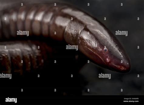 Mexican burrowing caecilian hi-res stock photography and images - Alamy