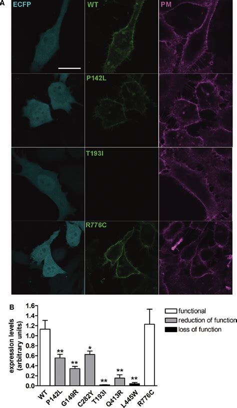 Abundance of wild-type pendrin and pendrin variants in the plasma... | Download Scientific Diagram