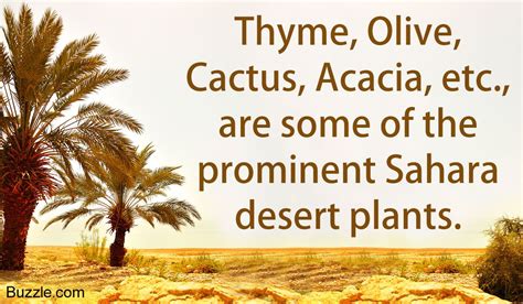 Sahara Desert Plants: informative reading...