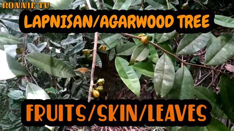 LAPNISAN/AGARWOOD TREE SKIN, FRUITS & LEAVE - YouTube