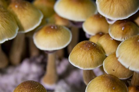 Buy Golden Teacher Spores | Buy Magic Mushrooms