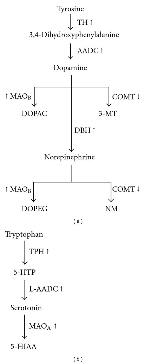 Dopamine Synthesis Pathway