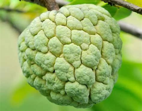 Custard Apple Benefits: जानें सीताफल के 8 कमाल के फायदे और उपयोग!