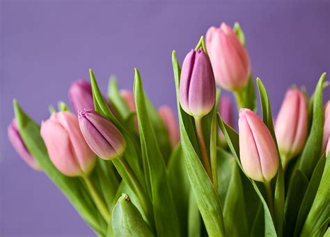 Free photo: Pink Tulips - Blooming, Flower, Fragrance - Free Download - Jooinn