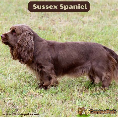 Sussex Spaniel - Canine Pals