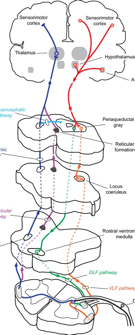 Spinothalamic Tract Diagram