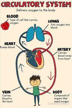 57 Best Circulatory system for kids images | Circulatory system ...