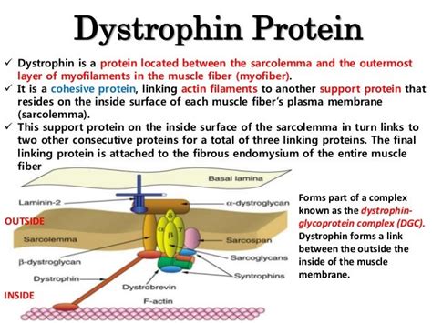 pcr & dystrophin gene