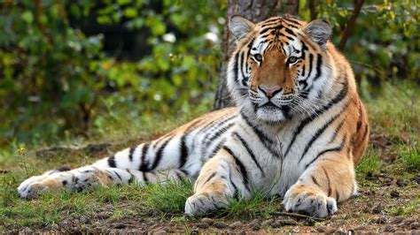 Download Animal Tiger 4k Ultra HD Wallpaper