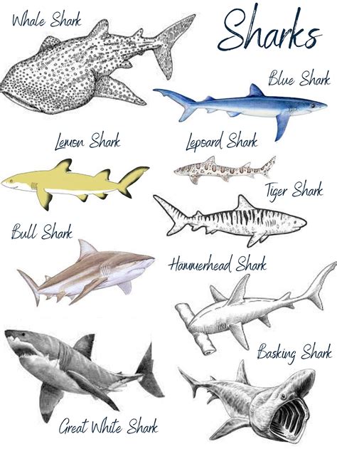 Shark Chart Art Print Shark Chart Poster Kids Prints - Etsy