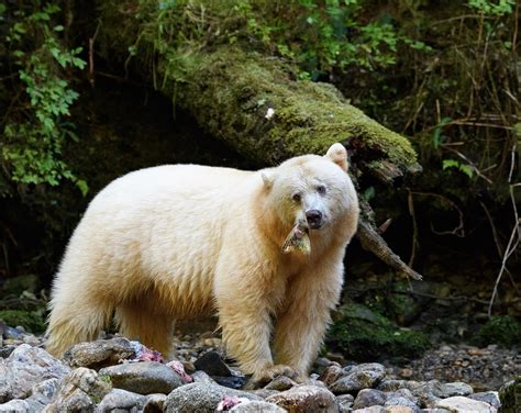 British Columbia | A Spirit Bear Tale