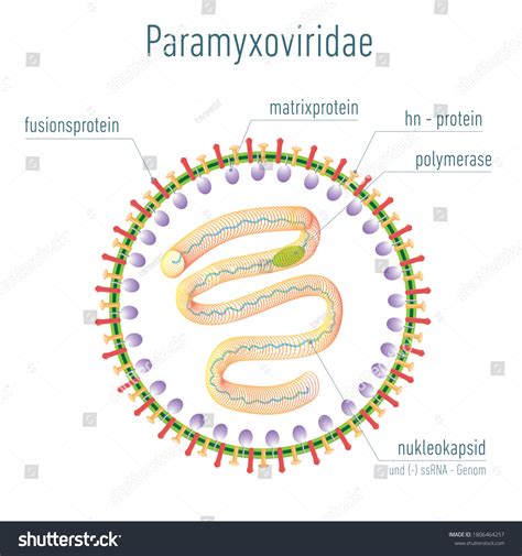 151 Paramyxovirus Images, Stock Photos & Vectors | Shutterstock