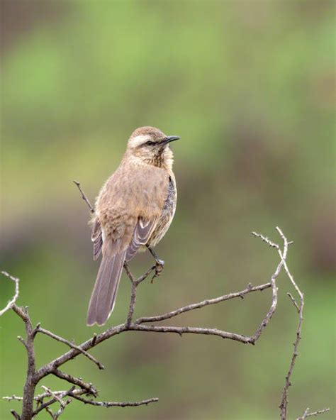 300+ Mockingbird Singing Stock Photos, Pictures & Royalty-Free Images ...