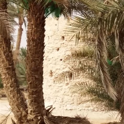 647 of 1001 the ancient tower at Al Hayla, Liwa Crescent. I tried to ...