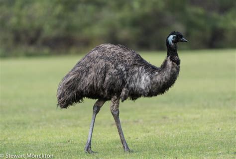 Emus - information