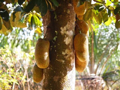 Cempedak vs Jackfruit: Key Differences - A-Z Animals