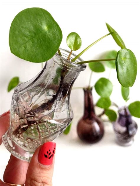 Pilea Peperomioides Chinese Money Plant Propagation Tips! – Mod and ...