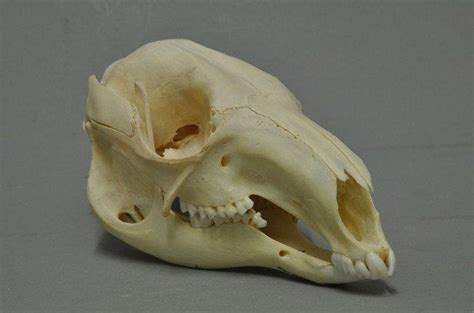 13 interesting animal skulls | Animal skulls, Animal skeletons, Skull