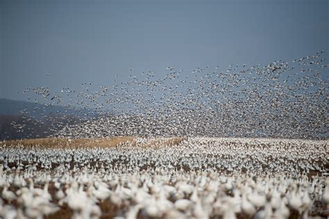 A breathtaking sight: Thousands of Snow Geese taking flight in Newmanstown, Pennsylvania