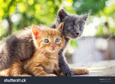 Two Adorable Kittens Playing Together Kittens Outdoor Stock Photo (Edit Now) 359131082 ...