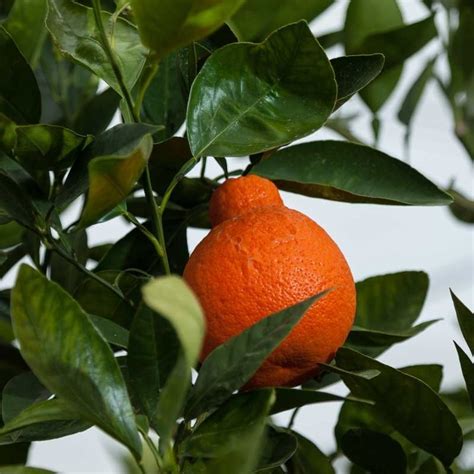 Minneola Tangelo Tree, $19.99 | Gardening | Pinterest | Backyard and Gardens