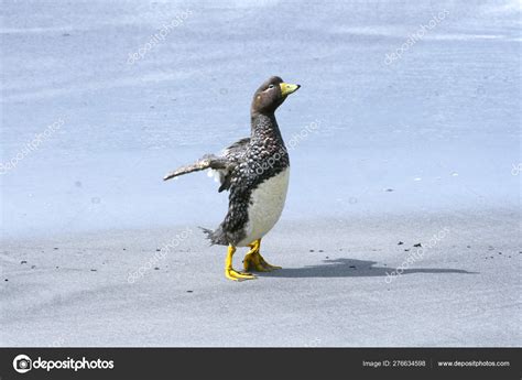 Flightless steamer duck (Tachyeres brachypterus) — Stock Photo © Gentoo ...