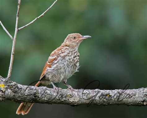 Dan Gomola Wildlife Photography | Autumn Birds of Pennsylvania