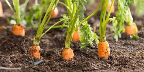 Carrot farming in Kenya - Tuko.co.ke