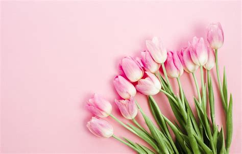 Pink Tulips Wallpapers - Top Free Pink Tulips Backgrounds - WallpaperAccess