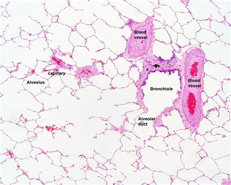 Labelled Diagram Of The Alveolus In The Lungs Vector - vrogue.co