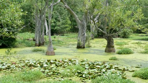 Lizzy's Photos: The Swamp at Magnolia Plantation