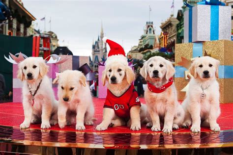 The best Christmas movies with very good dogs | What to Watch