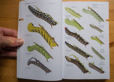 » Book Review: Field Guide to the Moths of Great Britain and Ireland, Third Edition