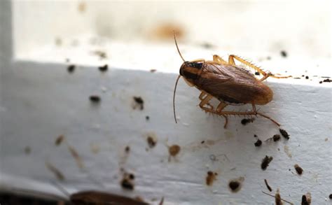 Cockroach Infestation Warning Signs and What to Do About Them