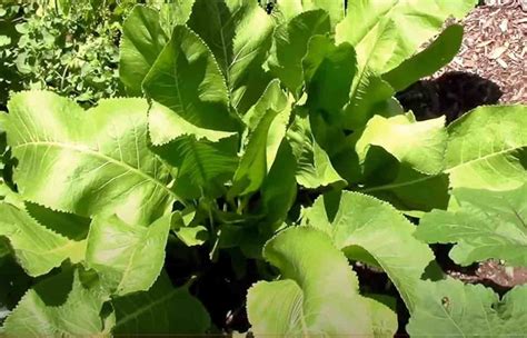 How to Grow Horseradish Plant the Successful Way - Gardening Channel