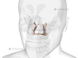 Palatine bone | BioDigital Anatomy