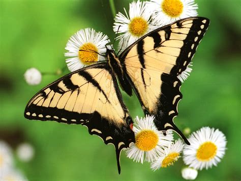 Beautiful Butterflies - Butterflies Wallpaper (9481683) - Fanpop