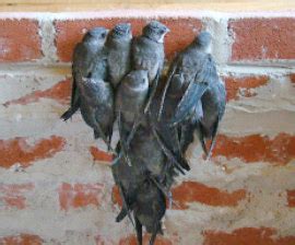 How to Get Rid of Chimney Swifts?