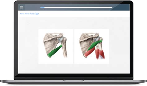 Human anatomy flashcards: Your revision essential | Kenhub