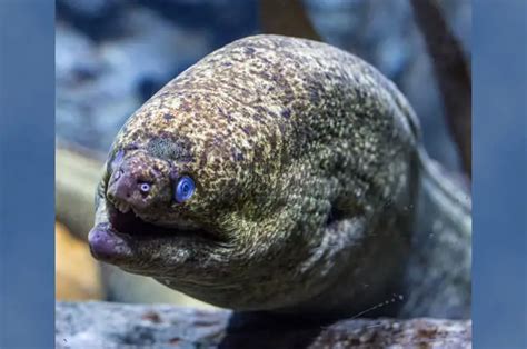 Moray Eel - Description, Habitat, Image, Diet, and Interesting Facts