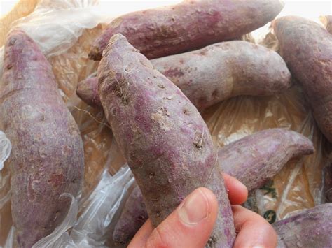 Purple Yam facts and health benefits