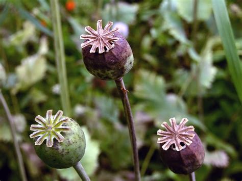 900 Opium Plants Discovered – GAFollowers