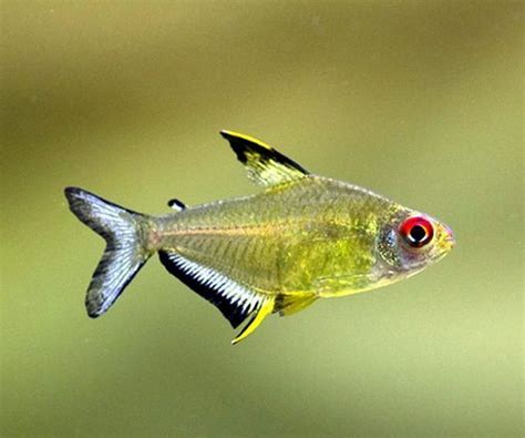 Tetra Fish - Lemon Tetra Tropical Fish - Arizona Aquatic Gardens