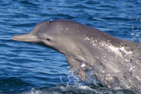 Australia: Scientists Discover New Species of Humpback Dolphin [PHOTOS]