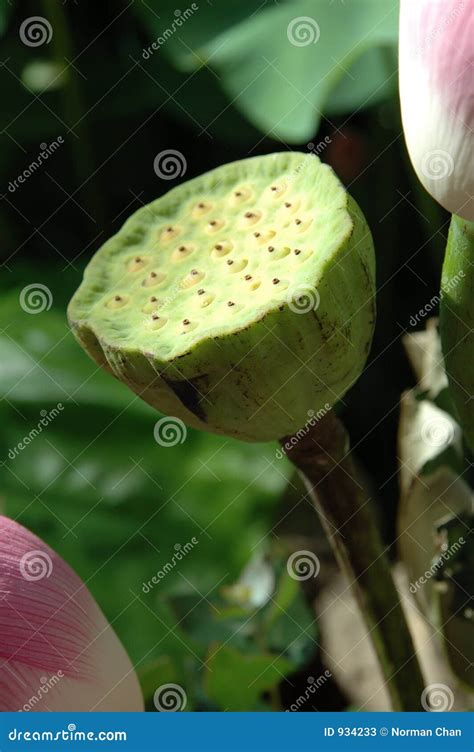 Water Lily Seed Pods Stock Photos - Image: 934233