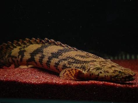 Polypterus endlicheri endlicheri - Alchetron, the free social encyclopedia