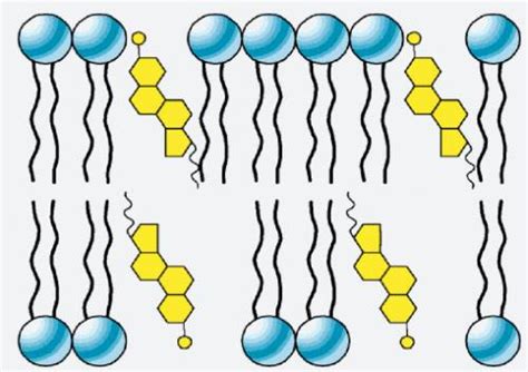 How does cholesterol affect membrane fluidity? | eNotes