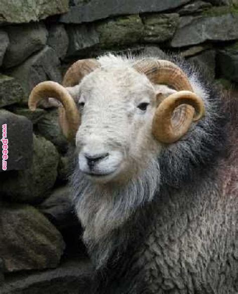 A Herdwick Ram. Their smooth round horns are found on rams only. Ewes ...